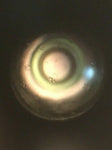Wild Heerbrugg M20 Phase Contrast Binocular Microscope - Complete 10/20/40/100